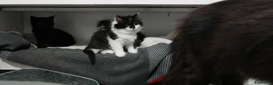 Mixed Breed Kitten 4