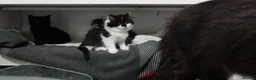 Mixed Breed cats for sale: 🐾 Adorable fluffy Kittens–Ready to leave now.🐾  - Advert 4