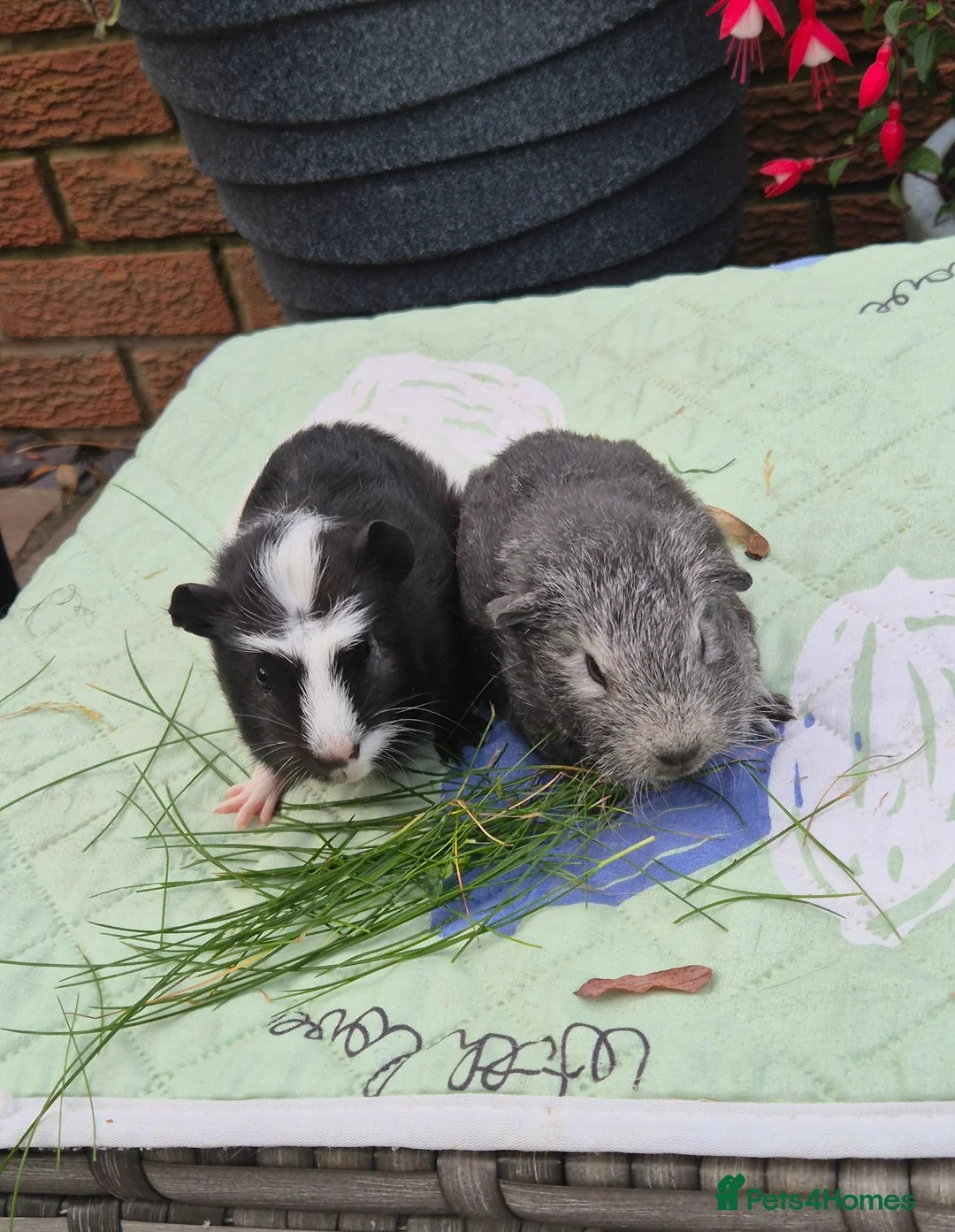 Guinea Pig rodents for sale: Baby Boy Guinea Pigs 1 Californian - Advert 1