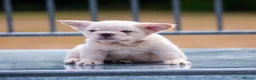 French Bulldog dogs for sale: Fluffy French Bull dogs HIGH QUALITY FRENCHIE in Ashford - Advert 3