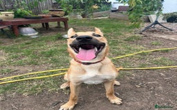 Mixed Breed dogs for sale: 3 males available  - Image 8