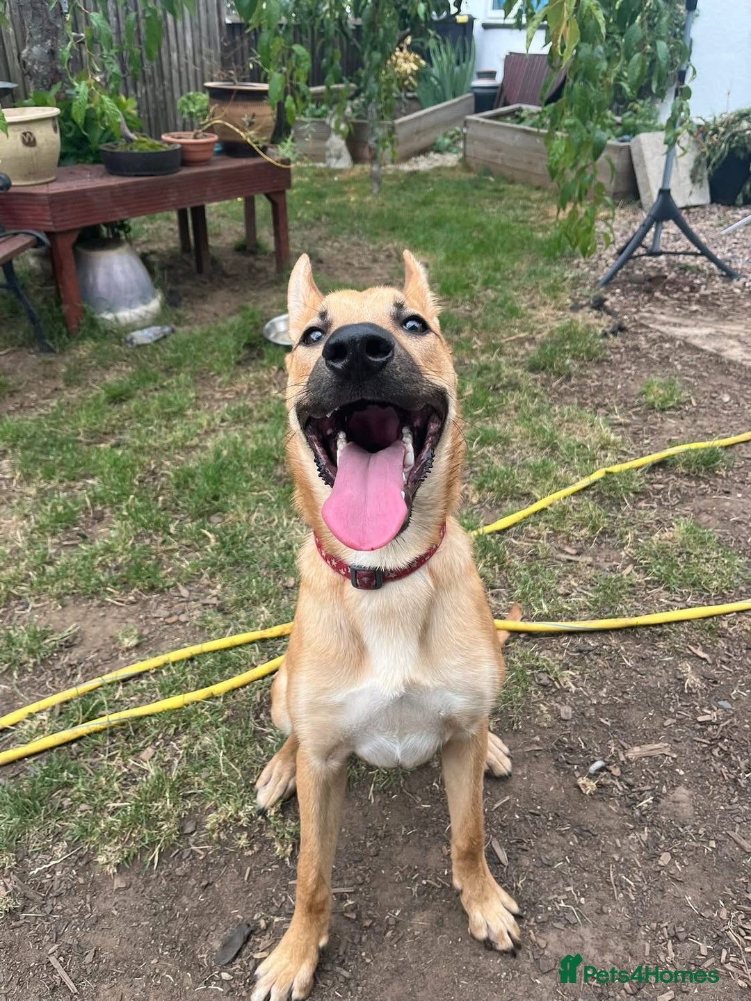 Mixed Breed dogs for sale: 3 males available  - Image 8
