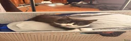 British Shorthair cats for sale: 4 black + white female kittens - Advert 17