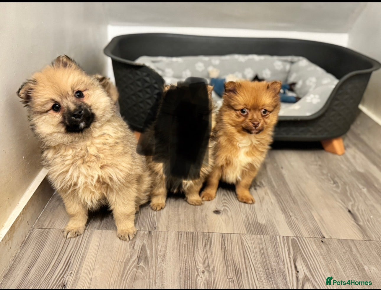 Pomeranian dogs Two Adorable Fluffy Pomeranian Puppies - Advert 1