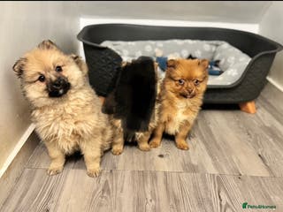 Pomeranian dogs Two Adorable Fluffy Pomeranian Puppies - Advert 1