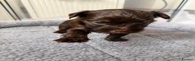 Yorkshire Terrier 2
