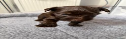 Yorkshire Terrier dogs for sale: Beautiful chocolate Biwer Yorkshire Terrier pupp  - Advert 13