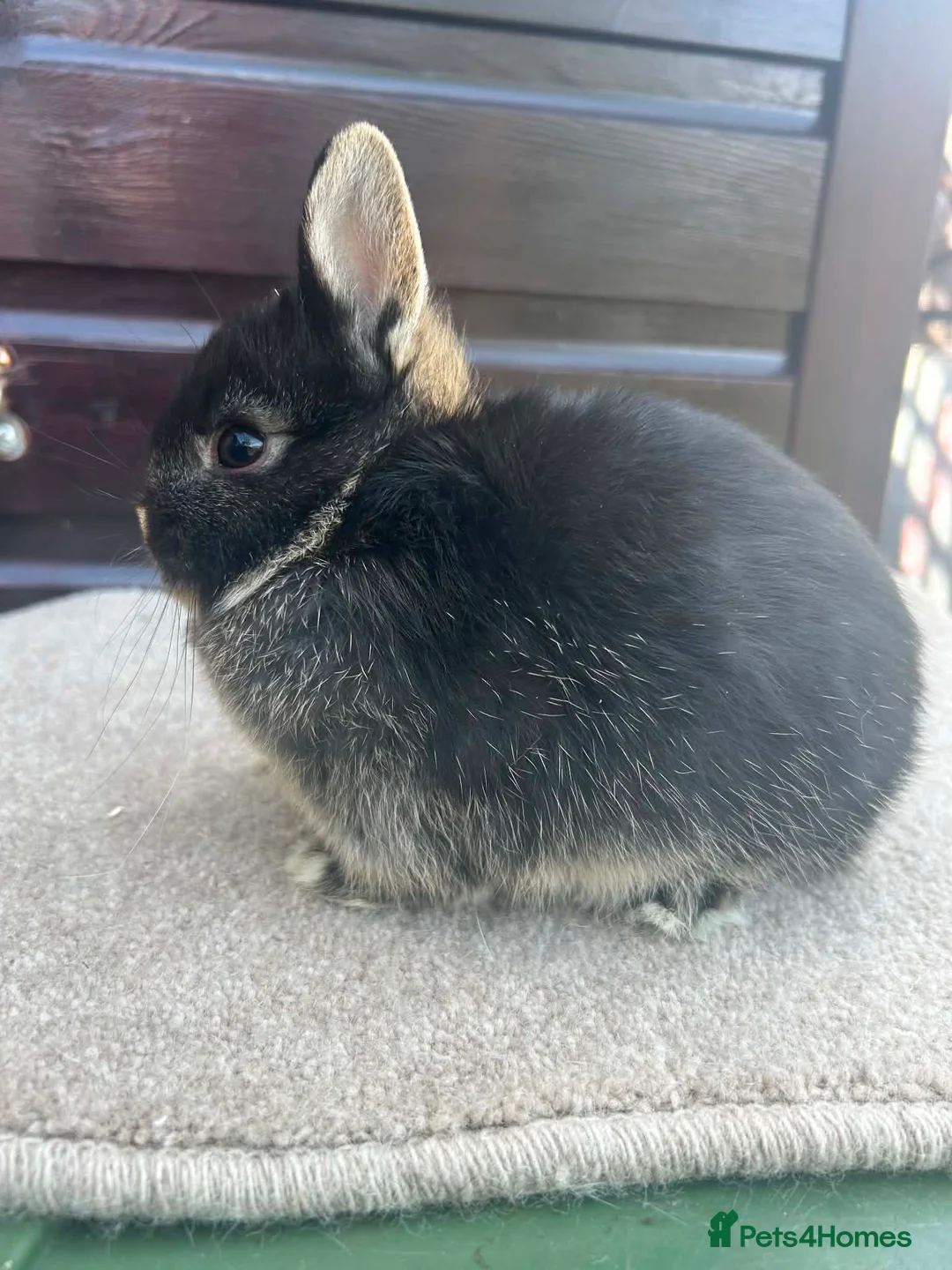 Netherland Dwarf rabbits for sale: Netherland Dwarf youngsters - Advert 3