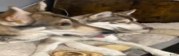 Shepsky dogs for sale: Shepsky puppies  - Advert 6
