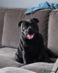 Staffordshire Bull Terrier dogs Beautiful black and blue staffy pups - Advert 2