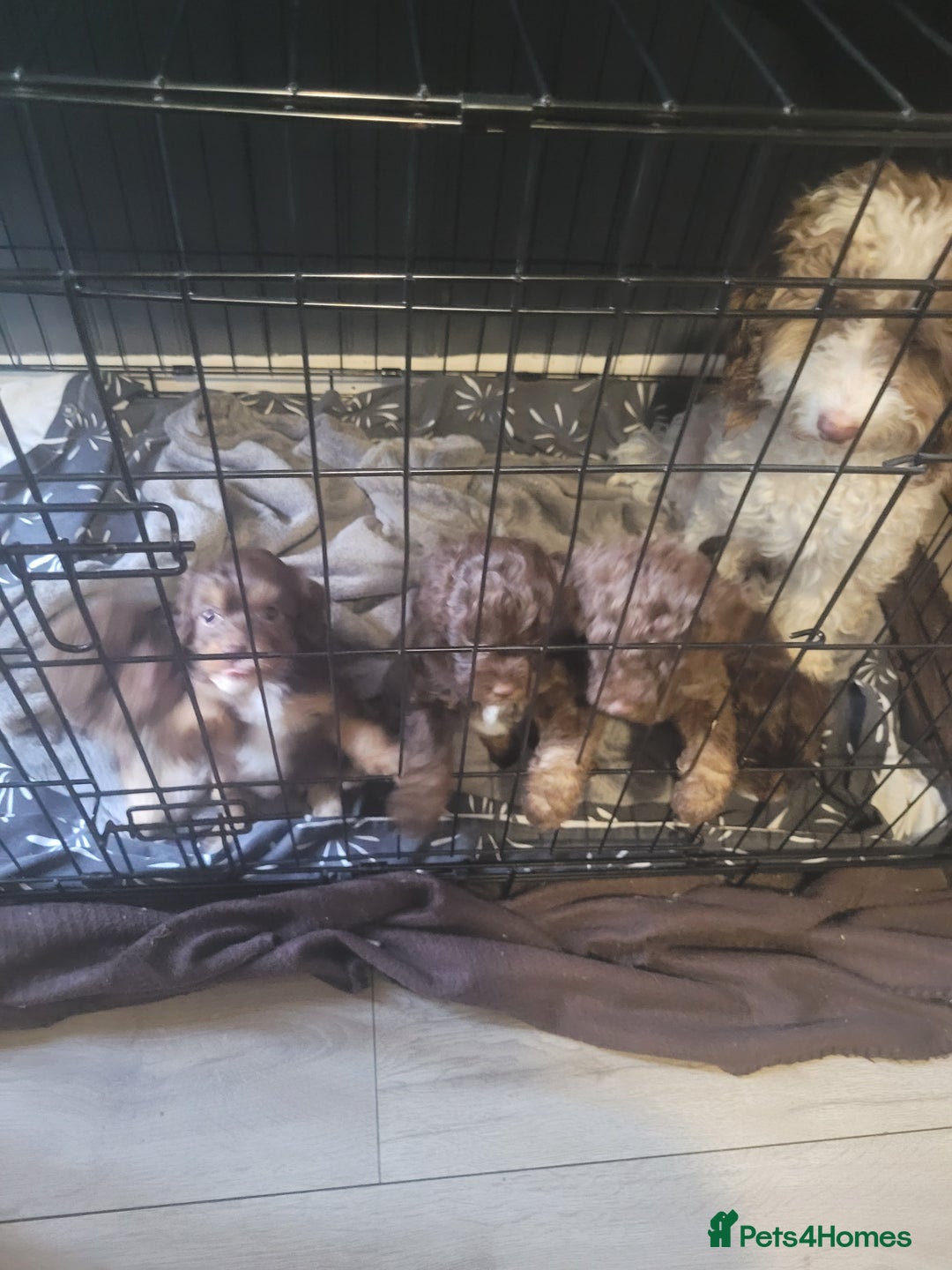 Cockapoo dogs for sale: Cockapoo - Image 6