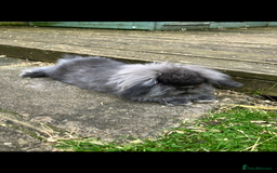 Mini Lion Lop rabbits for sale: Beautiful male Lionlop - Image 1