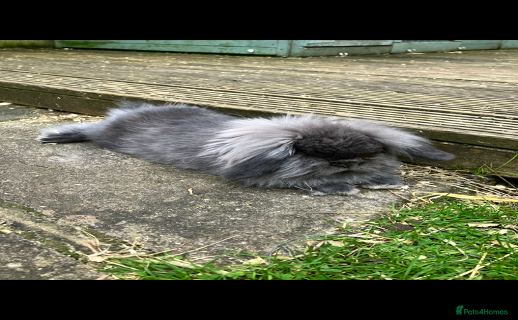 Mini Lion Lop rabbits - Advert 2