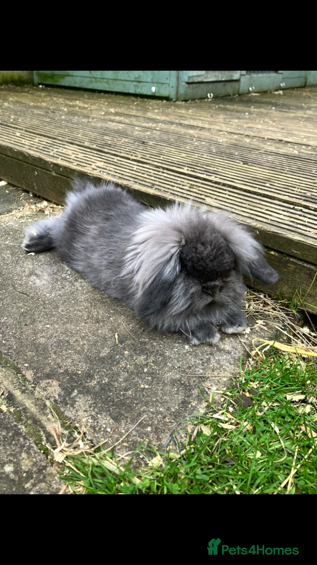 Mini Lion Lop rabbits for sale: Beautiful male Lionlop - Image 1