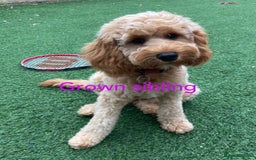 Cavapoochon dogs for sale: Cavapoochon puppies  - Image 31