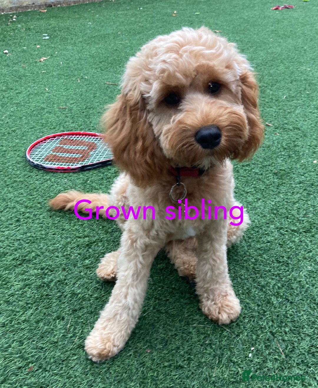 Cavapoochon dogs for sale: Cavapoochon puppies  - Image 31