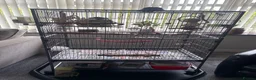 Parrots birds for sale: Young male parrotlet  in Boston - Advert 2