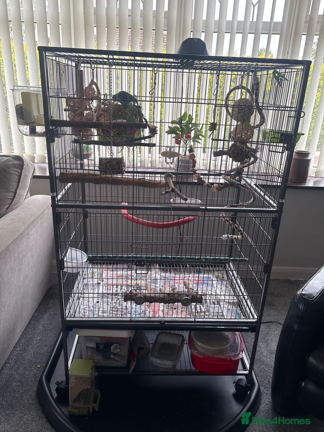 Parrots birds for sale: Young male parrotlet  in Boston - Advert 2