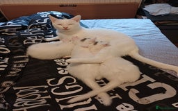 Turkish Angora cats for sale: Mr.Oleksii - Image 9