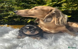 Miniature Dachshund dogs for sale: KC reg Long haired Mini boy - Image 2