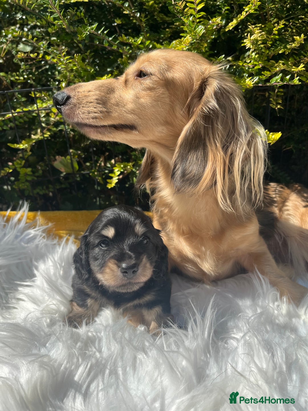 Miniature Dachshund dogs for sale: KC reg Long haired Mini boy - Image 2