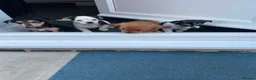 Jack Russell dogs for sale: Jack Russel puppy  - Advert 7