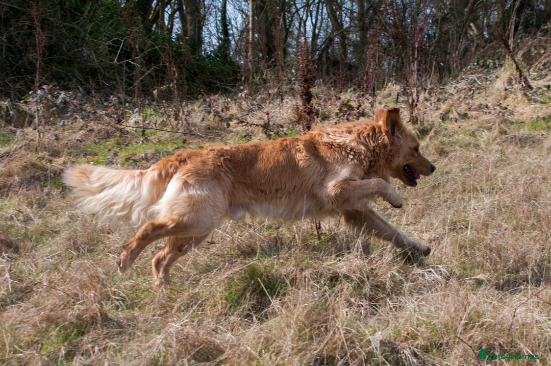 Golden Retriever dogs for stud: STUNNING KC GOLDEN RETRIEVER  - Advert 8