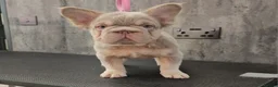 French Bulldog dogs for sale: New shade Isabella tan boy 16 months opd - Advert 4