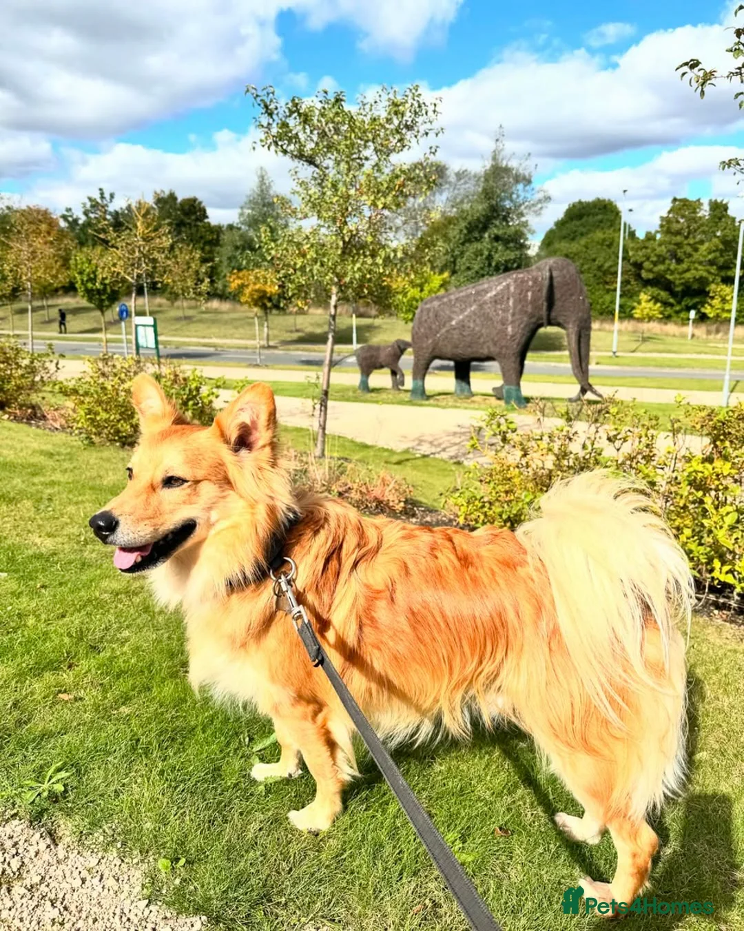 Mixed Breed dogs for sale: Meet Kenzo Italian Volpino in Basildon - Advert 4
