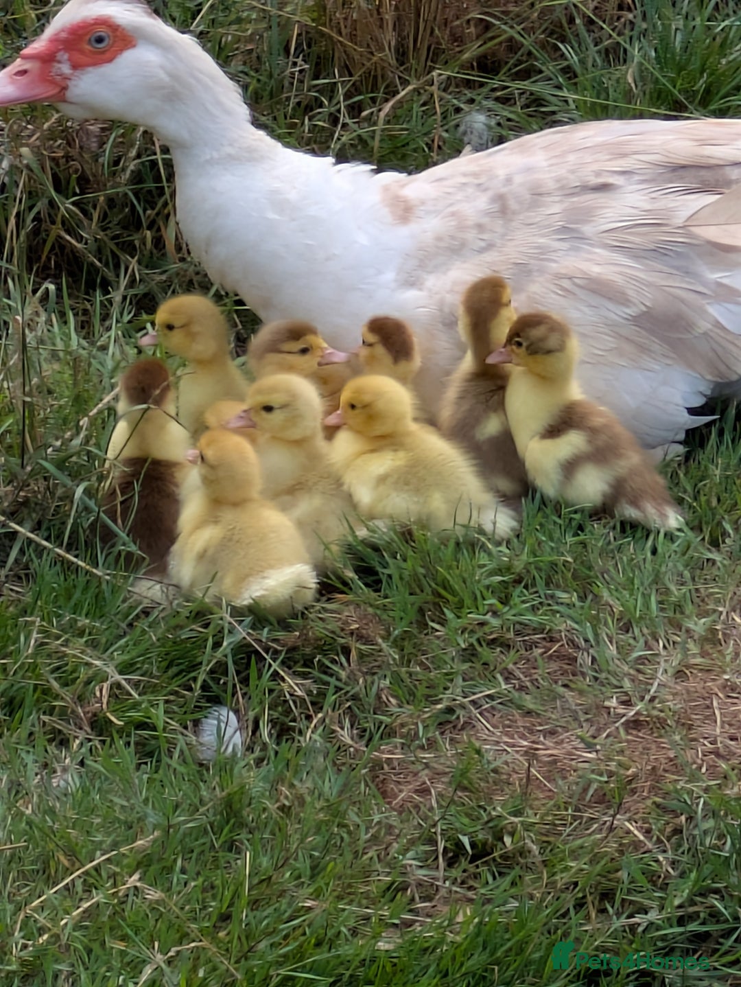 Ducks poultry for sale: Various ducklings  - Image 6