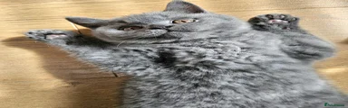 British Shorthair 1