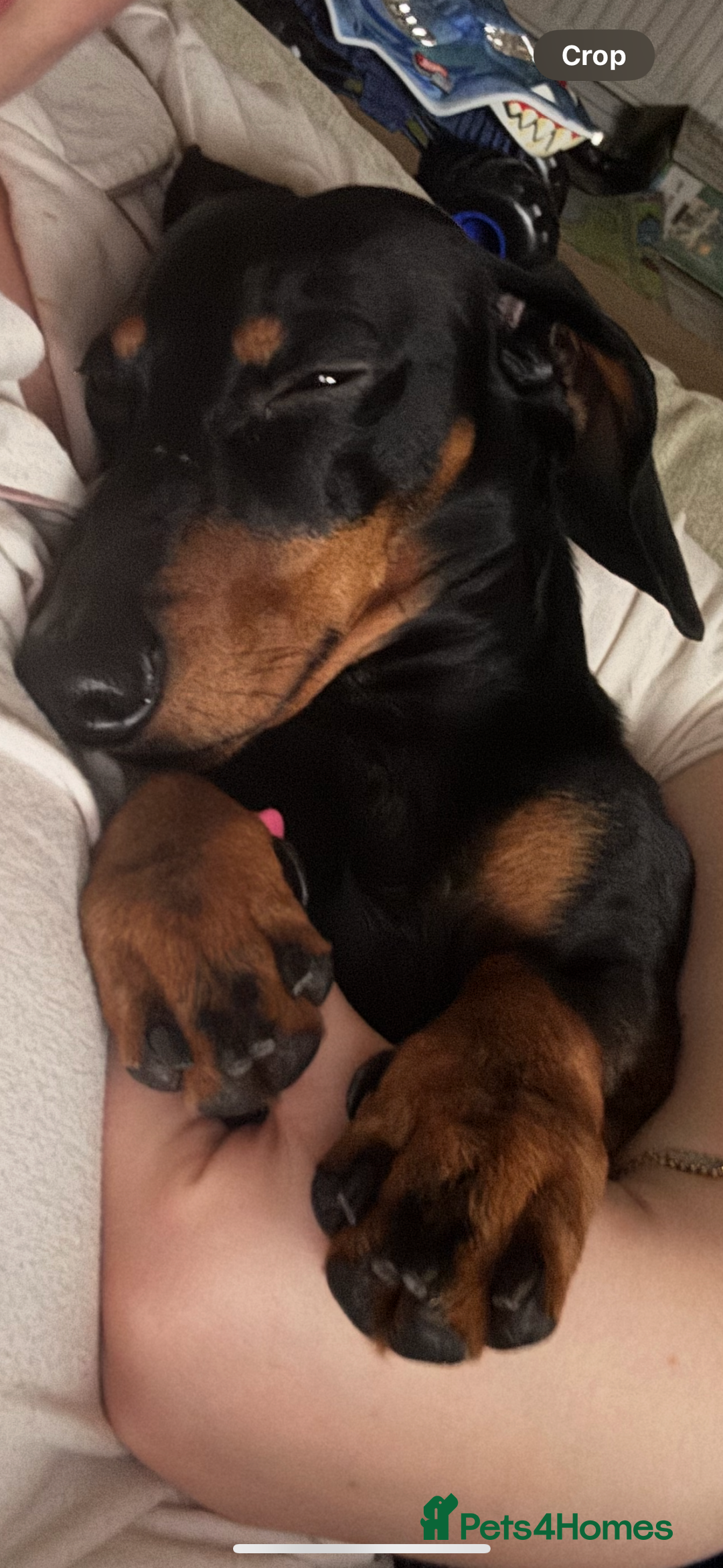 Miniature Dachshund dogs for sale: Reggie- 4 Years Old  - Advert 3