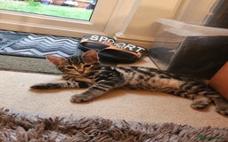 European cats for sale: 7 Lovely tabby kittens for sale - Image 5