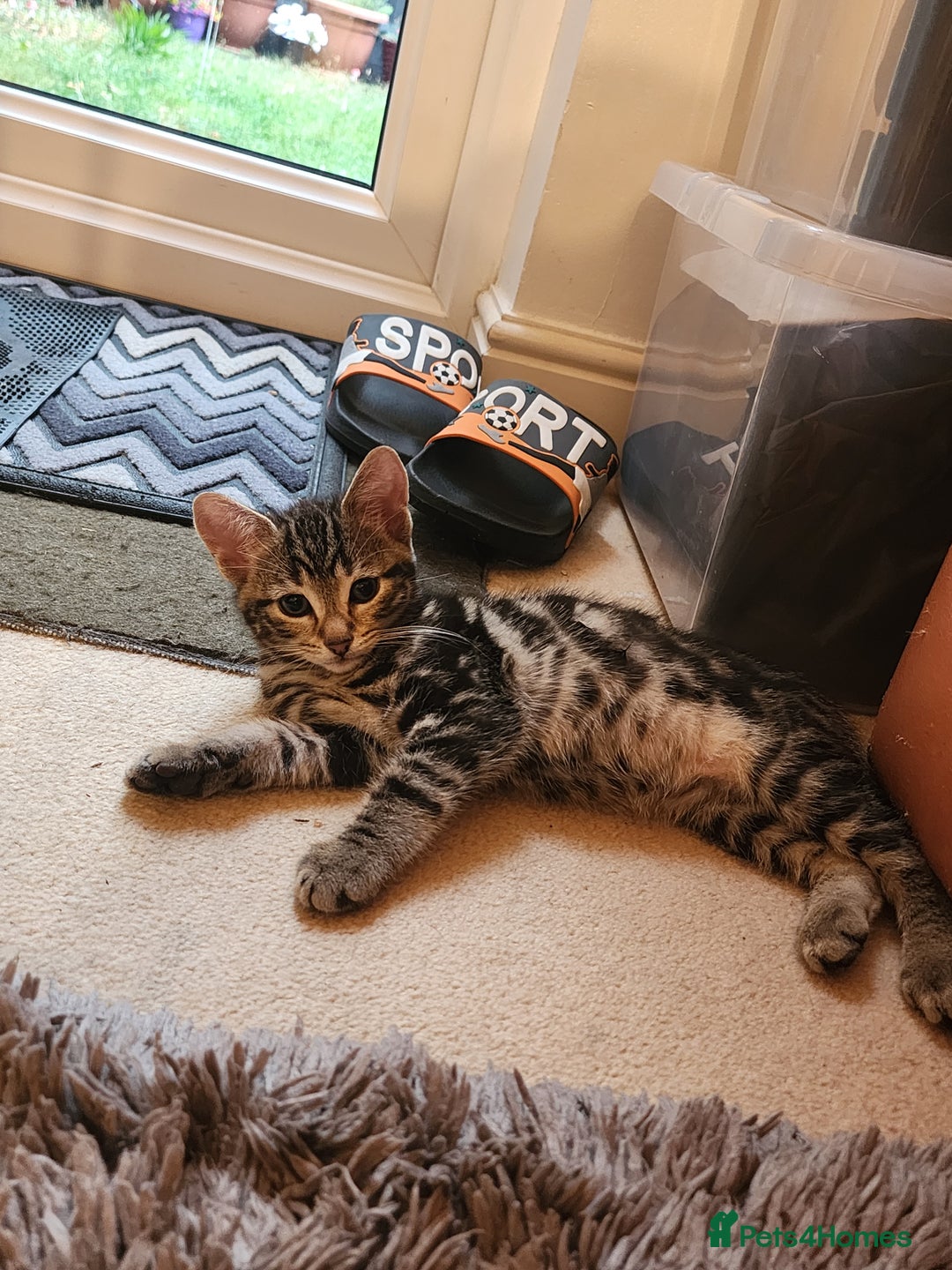 European cats for sale: 7 Lovely tabby kittens for sale - Image 5