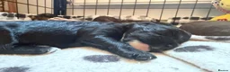 Cavapoochon dogs for sale: Beautiful health tested Cavapoo puppies - Advert 18