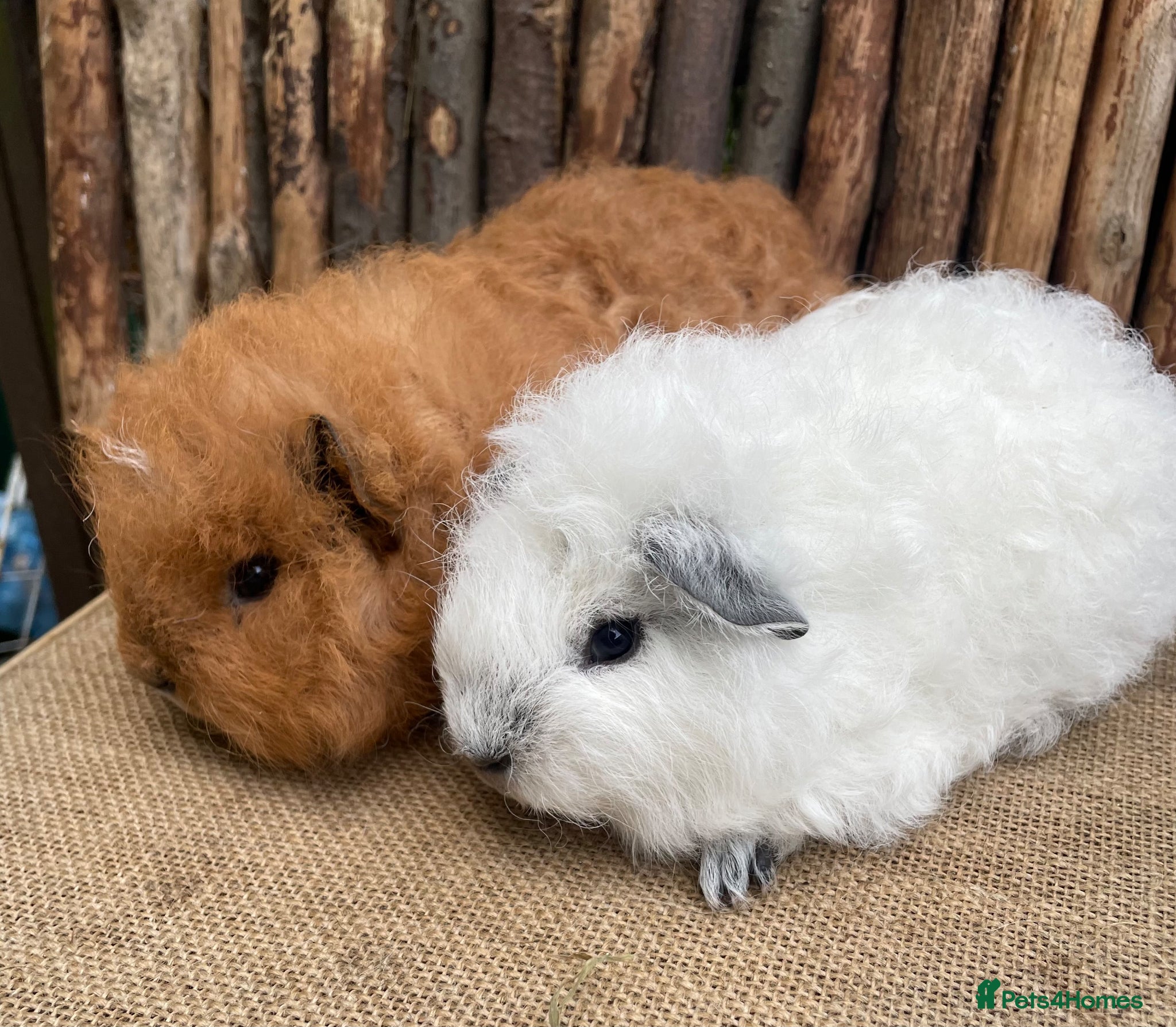 Guinea Pig rodents Swiss teddy babIes  - Advert 7