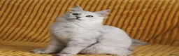 Maine Coon cats for sale: Pedigree Silver Shaded Beauties TICA Registered - Advert 14