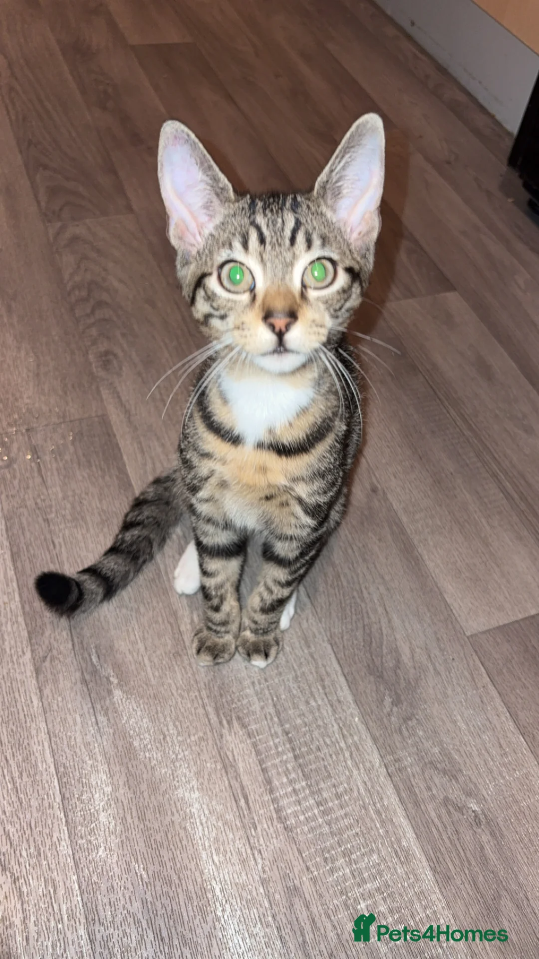 American Shorthair cats for sale: 3 Male Kittens looking for their forever home - Advert 3