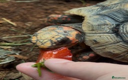 Tortoise reptiles for sale: 2 red foot tortoises for sale  - Advert 5