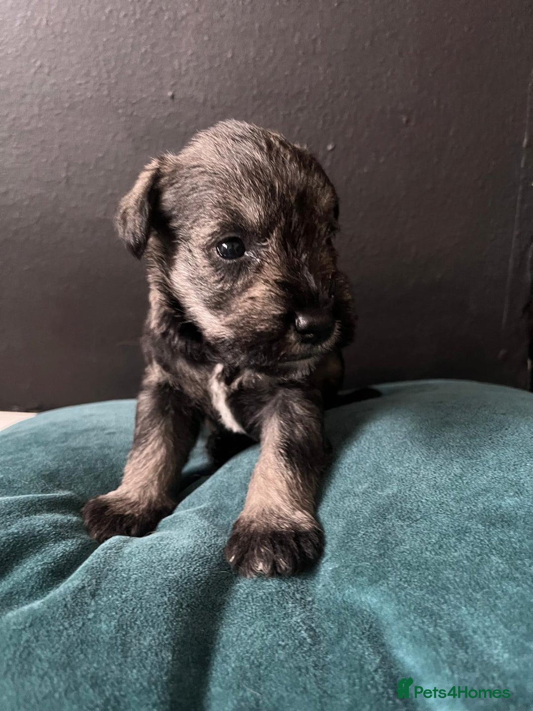 Miniature Schnauzer dogs for sale: Curious, playful and loving litter KC pups ❤️ - Image 26