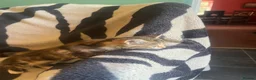 Mixed Breed cats for sale: 5 Beautiful kittens available  - Advert 9