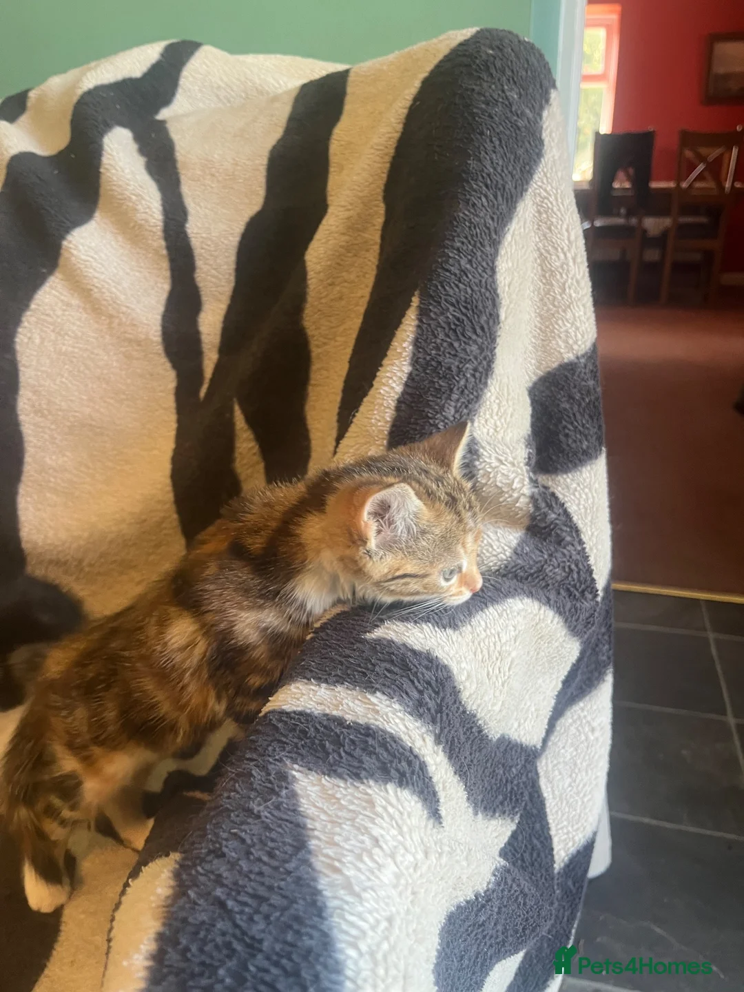 Mixed Breed cats for sale: 5 Beautiful kittens available  - Advert 9