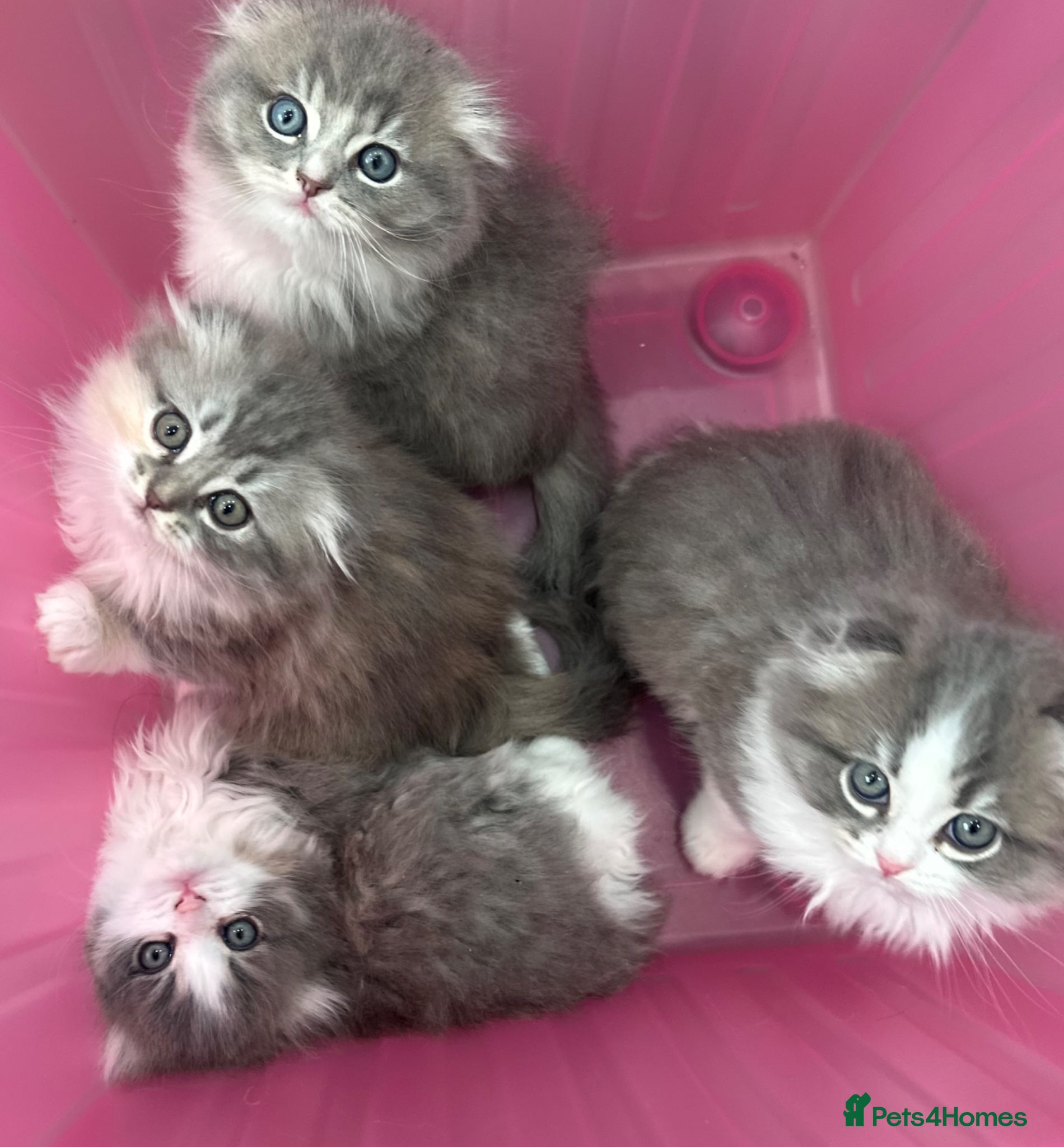 Scottish Fold cats Stunningly Gorgeous Scottish Fold kitchens - Advert 4