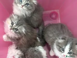 Scottish Fold cats Stunningly Gorgeous Scottish Fold kitchens - Advert 15