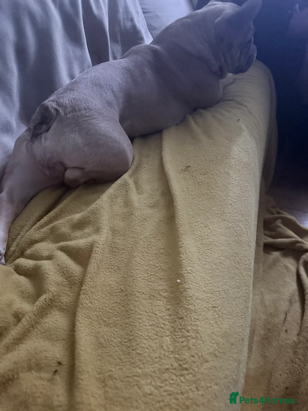 French Bulldog dogs for sale: Needs a new home  - Advert 4