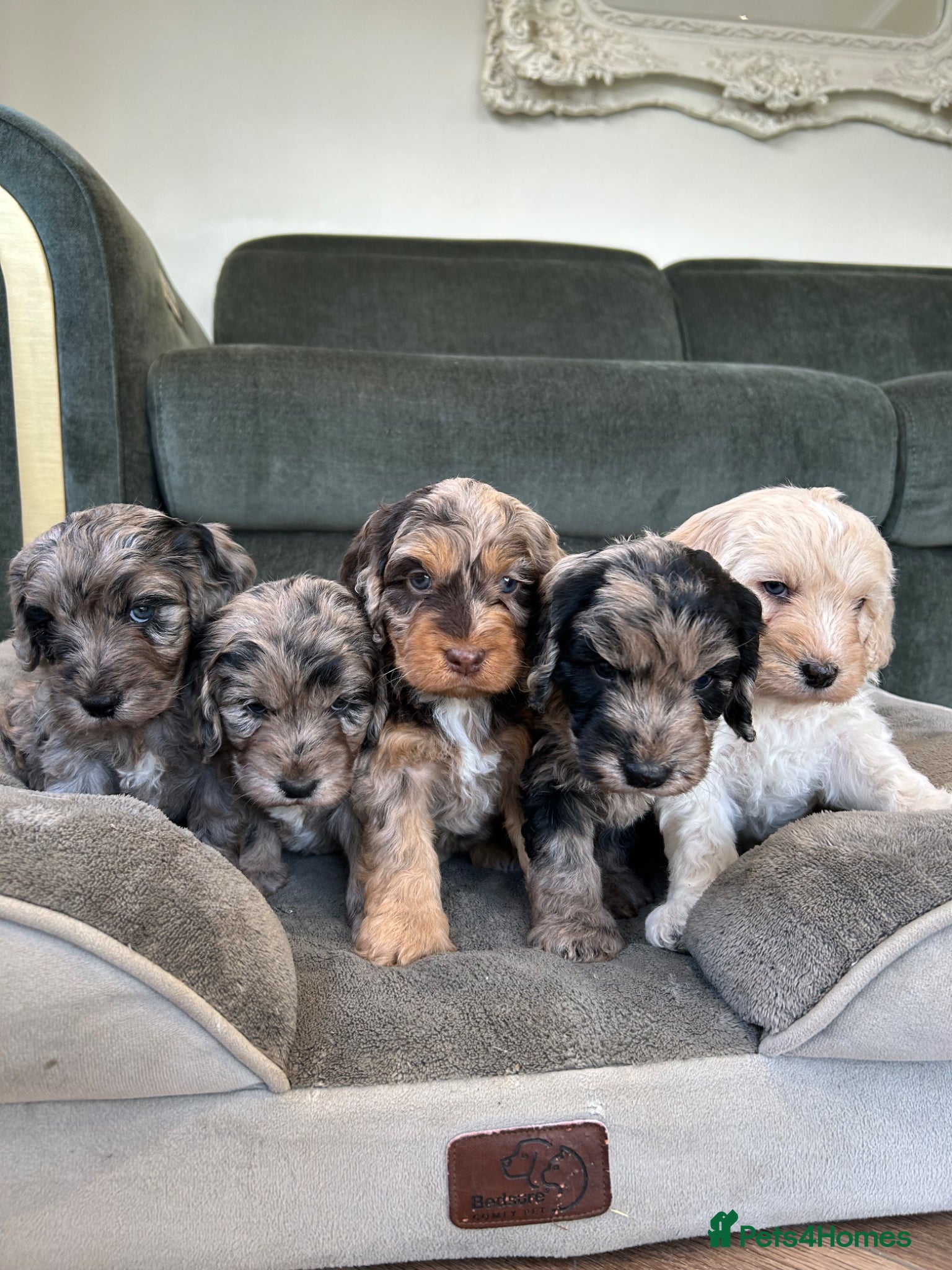 Cockapoo dogs Quality F1 cockapoos for sale - Advert 1