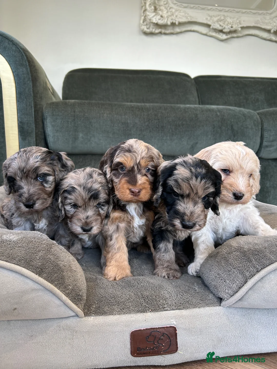 Cockapoo dogs for sale: Quality F1 cockapoos for sale - Advert 1