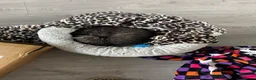 Scottish Fold cats for sale: Bruce - Advert 4