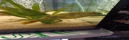 Pufferfish fish for sale: Large fahaka puffer fish - Advert 7