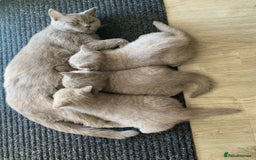 British Shorthair cats for sale: ✨beautiful lilac male British shorthair kitten✨ - Image 6